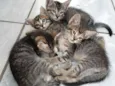 Zé, Nego, Dengoso e 