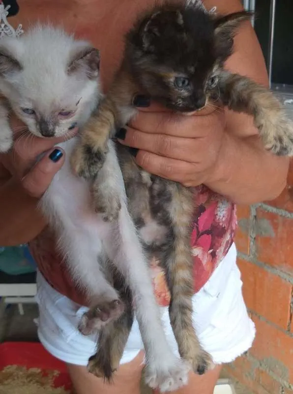 Gato ra a SRD idade 2 a 6 meses nome sem nome 