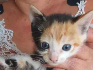 Gato raça SRD idade 2 a 6 meses nome sem nome 