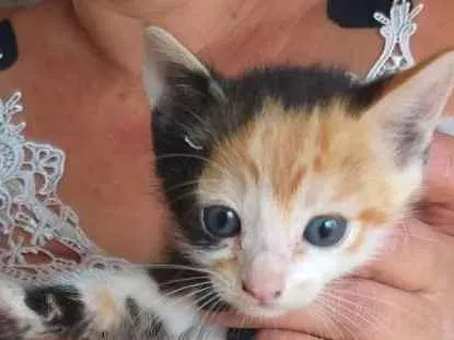 Gato ra a SRD idade 2 a 6 meses nome sem nome 