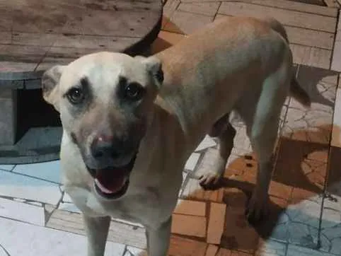 Cachorro ra a Não sei identificar idade 6 ou mais anos nome Spike