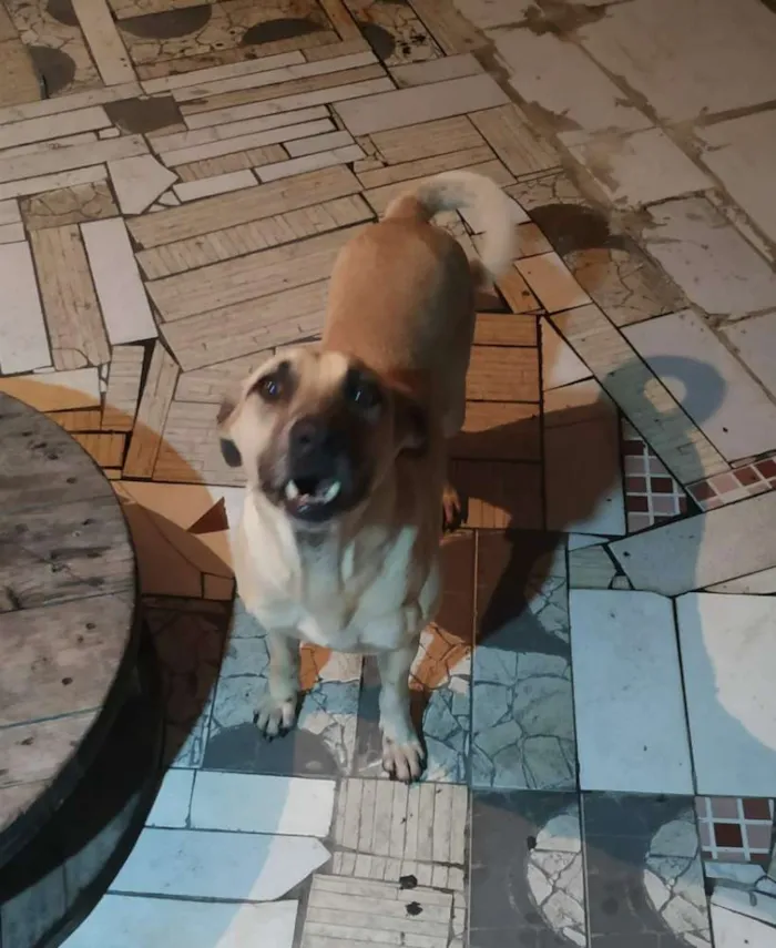 Cachorro ra a Não sei identificar idade 6 ou mais anos nome Spike