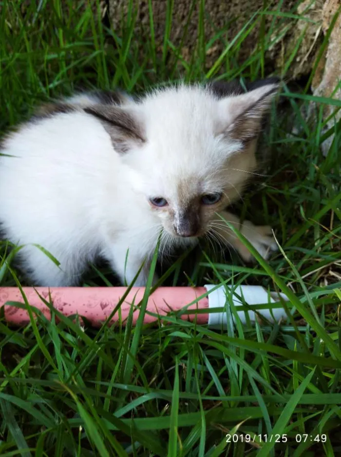 Gato ra a Siamês misto. idade Abaixo de 2 meses nome Nome não definido 