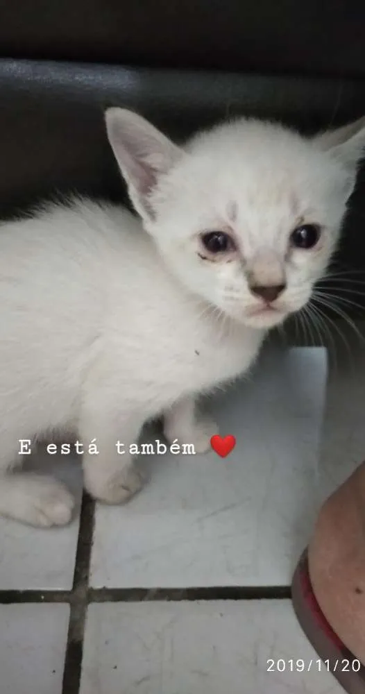 Gato ra a Siamês misto. idade Abaixo de 2 meses nome Nome não definido 