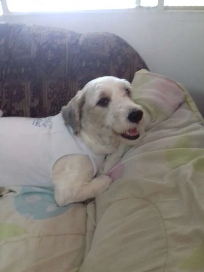 Cachorro ra a Poodle idade 2 anos nome Liz