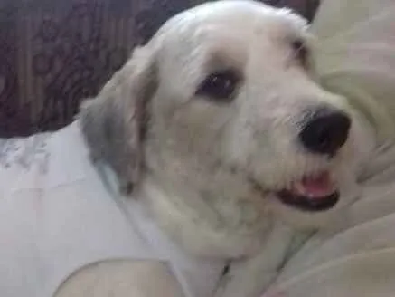 Cachorro ra a Poodle idade 2 anos nome Liz