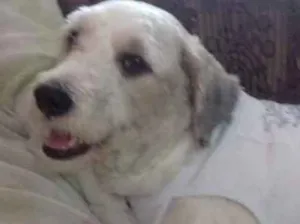Cachorro raça Poodle idade 2 anos nome Liz