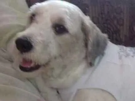 Cachorro ra a Poodle idade 2 anos nome Liz