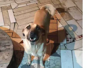 Cachorro raça Não sei identificar idade 6 ou mais anos nome Spike