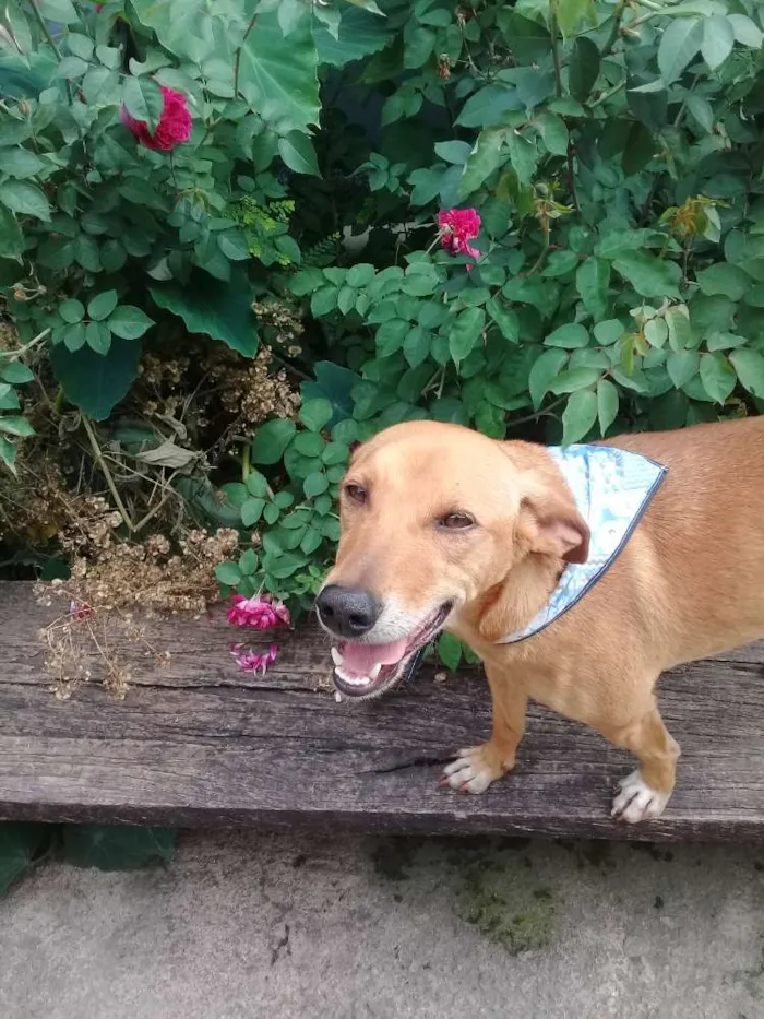 Cachorro ra a vira-lata idade 3 anos nome samantha