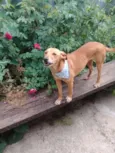 samantha