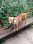 samantha