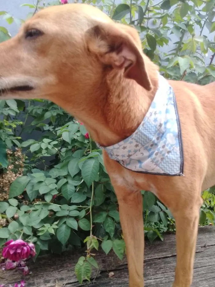 Cachorro ra a vira-lata idade 3 anos nome samantha