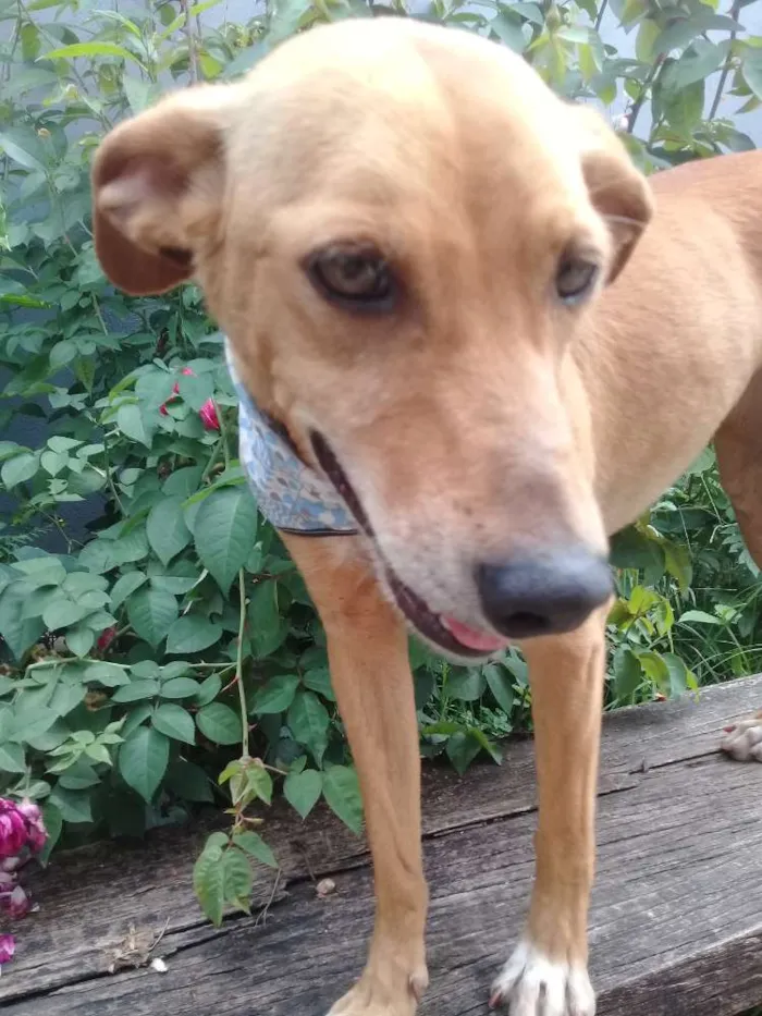 Cachorro ra a vira-lata idade 3 anos nome samantha