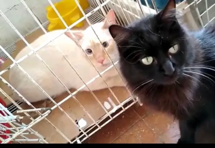 Gato ra a Srd lindo  idade 1 ano nome Pepe belissimo e car