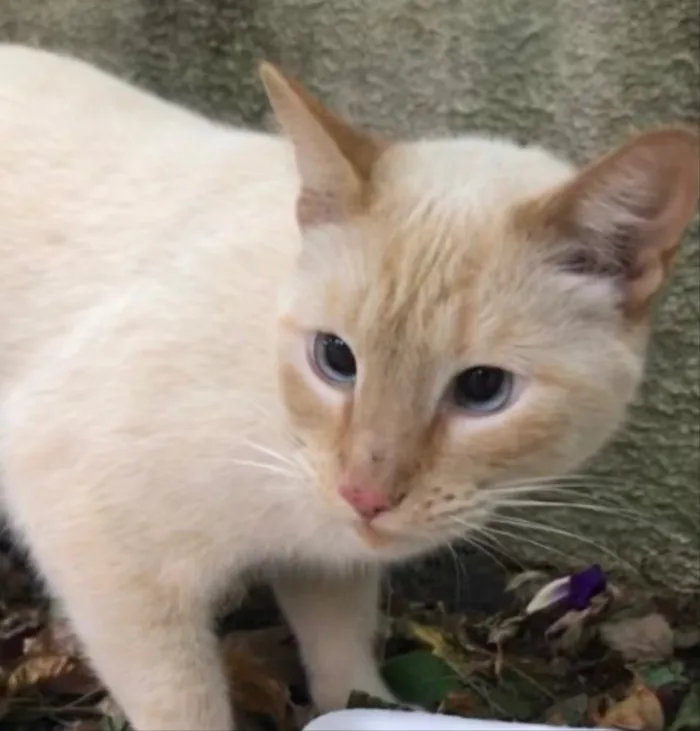 Gato ra a Srd lindo  idade 1 ano nome Pepe belissimo e car