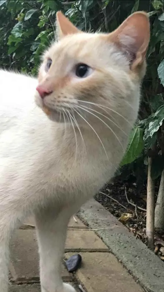 Gato ra a Srd lindo  idade 1 ano nome Pepe belissimo e car