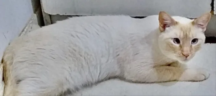 Gato ra a Srd lindo  idade 1 ano nome Pepe belissimo e car