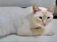 Pepe belissimo e car