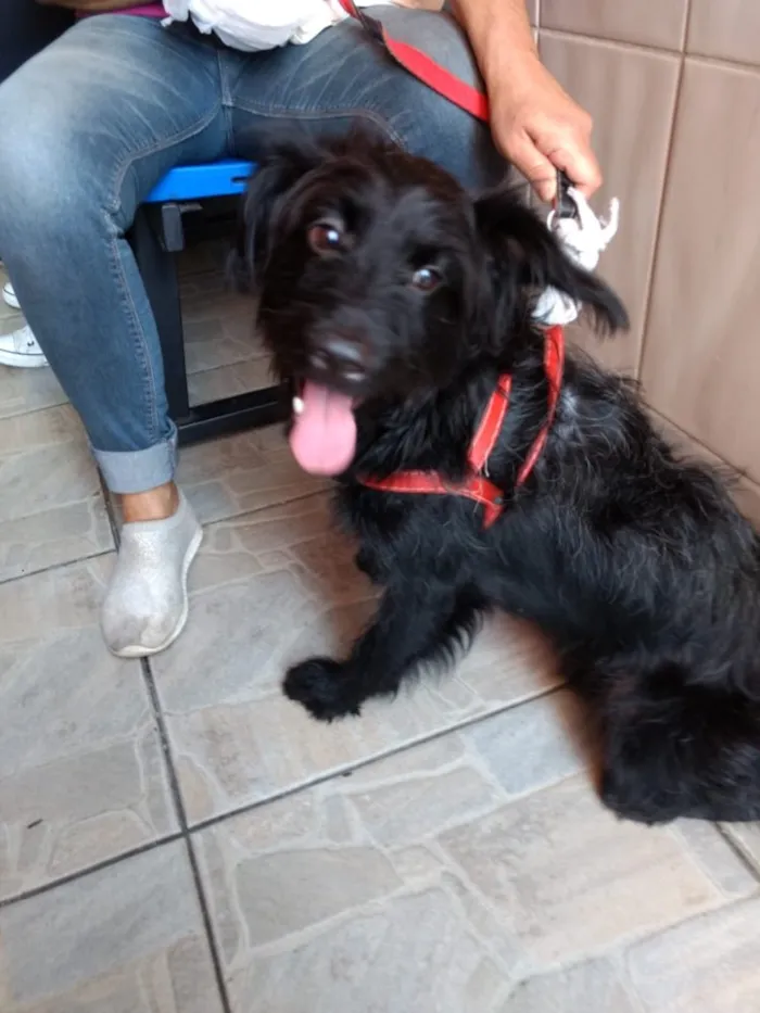 Cachorro ra a Poodle mix srd  idade 7 a 11 meses nome Billy poodle mix 