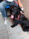Billy poodle mix