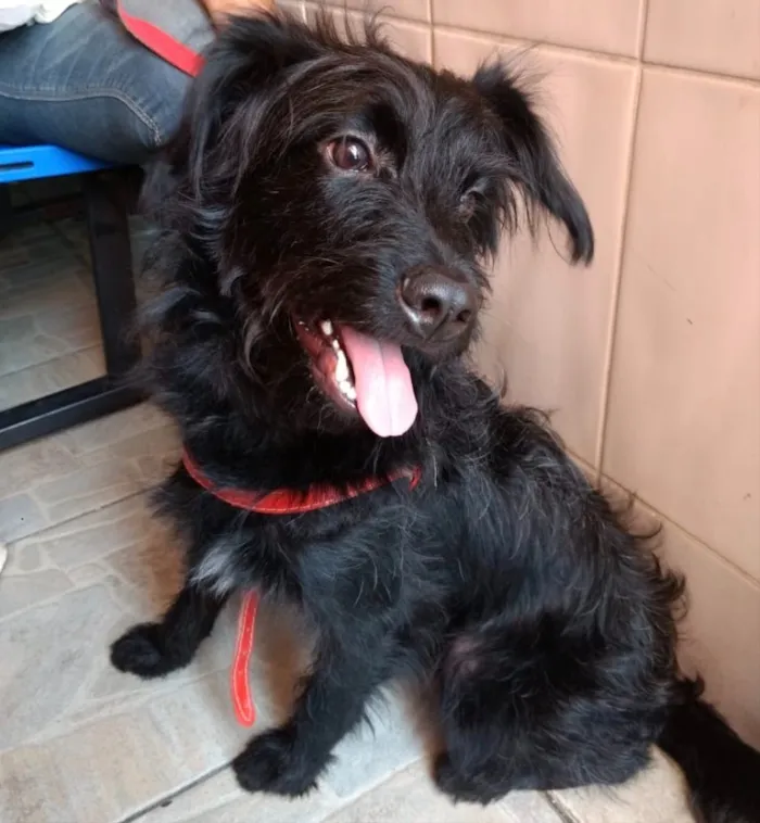 Cachorro ra a Poodle mix srd  idade 7 a 11 meses nome Billy poodle mix 