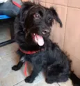 Billy poodle mix