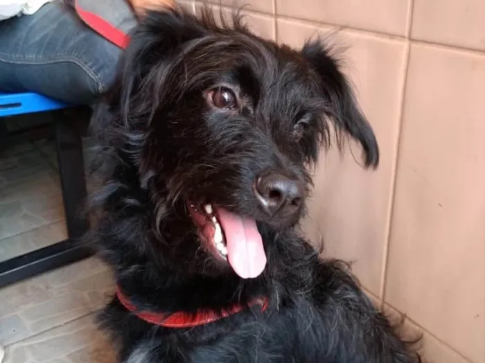 Cachorro ra a Poodle mix srd  idade 7 a 11 meses nome Billy poodle mix 