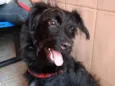 Billy poodle mix