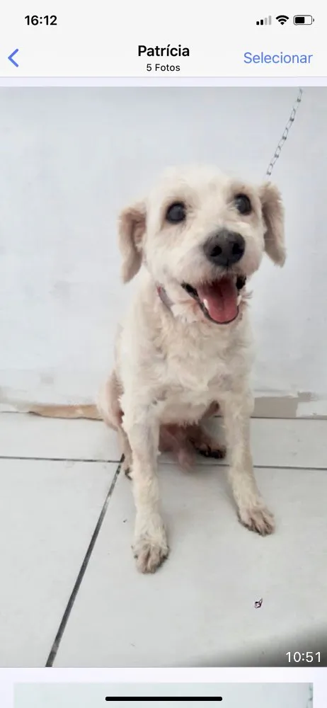 Cachorro ra a Srd idade 2 anos nome Teddy