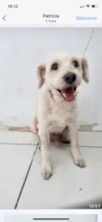 Teddy