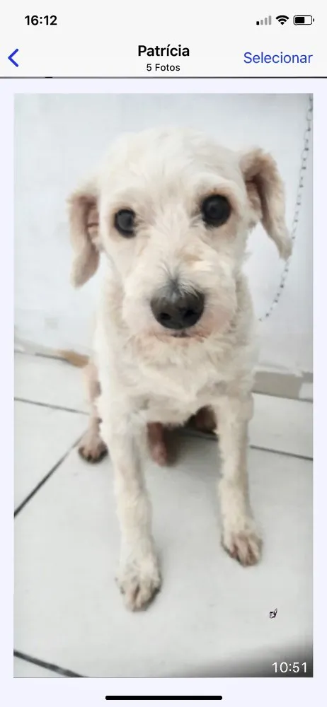 Cachorro ra a Srd idade 2 anos nome Teddy