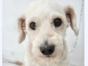 Cachorro raça Srd idade 2 anos nome Teddy