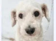 Teddy