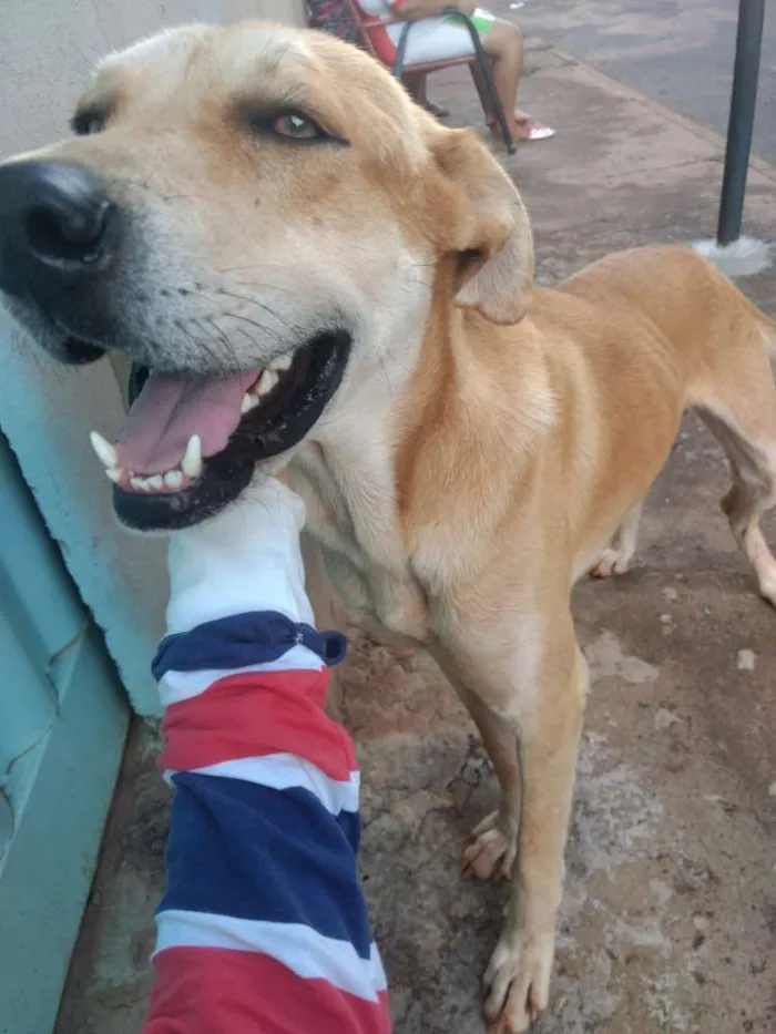 Cachorro ra a Não sei idade  nome Não sei