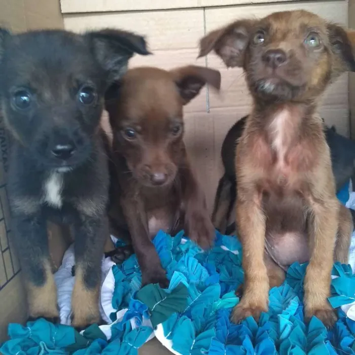 Cachorro raça SRD idade Abaixo de 2 meses nome Filhotas