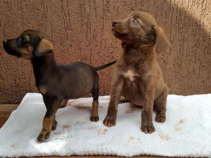 Cachorro raça SRD idade Abaixo de 2 meses nome Filhotas