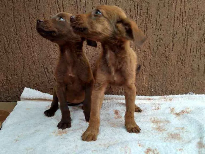 Cachorro raça SRD idade Abaixo de 2 meses nome Filhotas