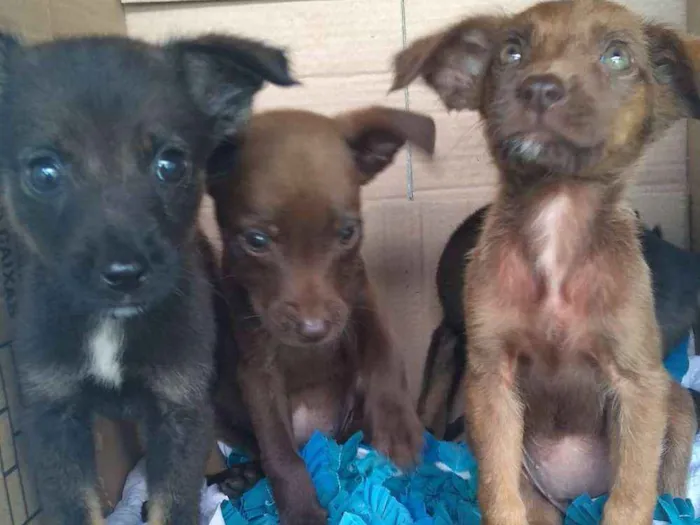 Cachorro raça SRD idade Abaixo de 2 meses nome Filhotas