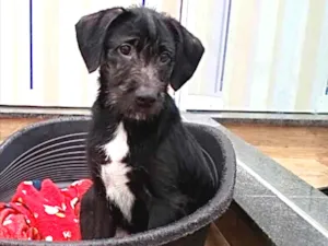 Cachorro raça Srd  idade 2 a 6 meses nome Luppy lindo bebê 