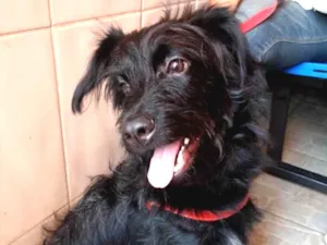Cachorro raça Poodle mix srd  idade 7 a 11 meses nome Billy poodle mix 