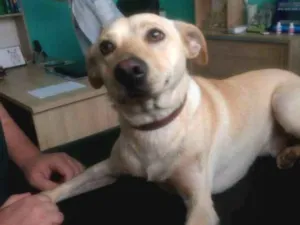 Cachorro raça Srd com labrador  idade 1 ano nome Zack lindo fofo