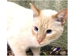 Gato raça Srd lindo  idade 1 ano nome Pepe belissimo e car
