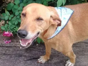 Cachorro raça vira-lata idade 3 anos nome samantha