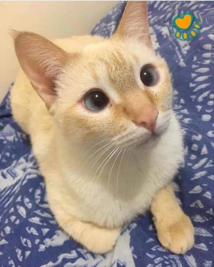 Gato ra a Srd idade 7 a 11 meses nome Tico