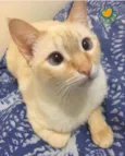 Tico