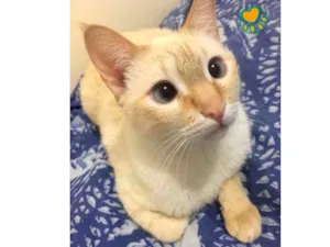 Gato raça Srd idade 7 a 11 meses nome Tico