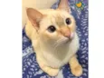Tico