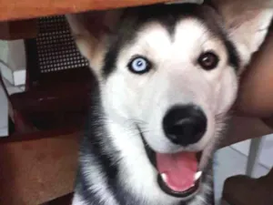 Cachorro raça Husky Siberiano idade 1 ano nome Zeus