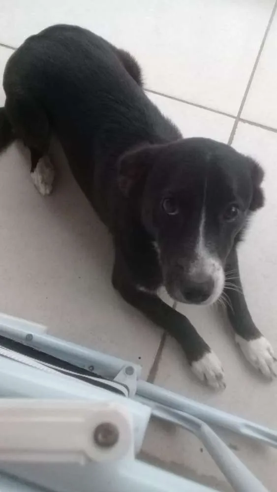 Cachorro ra a Vira lata idade 2 anos nome Princesa